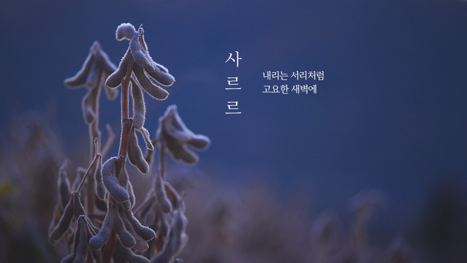 사르르, 내리는 서리처럼 고요한 새벽에