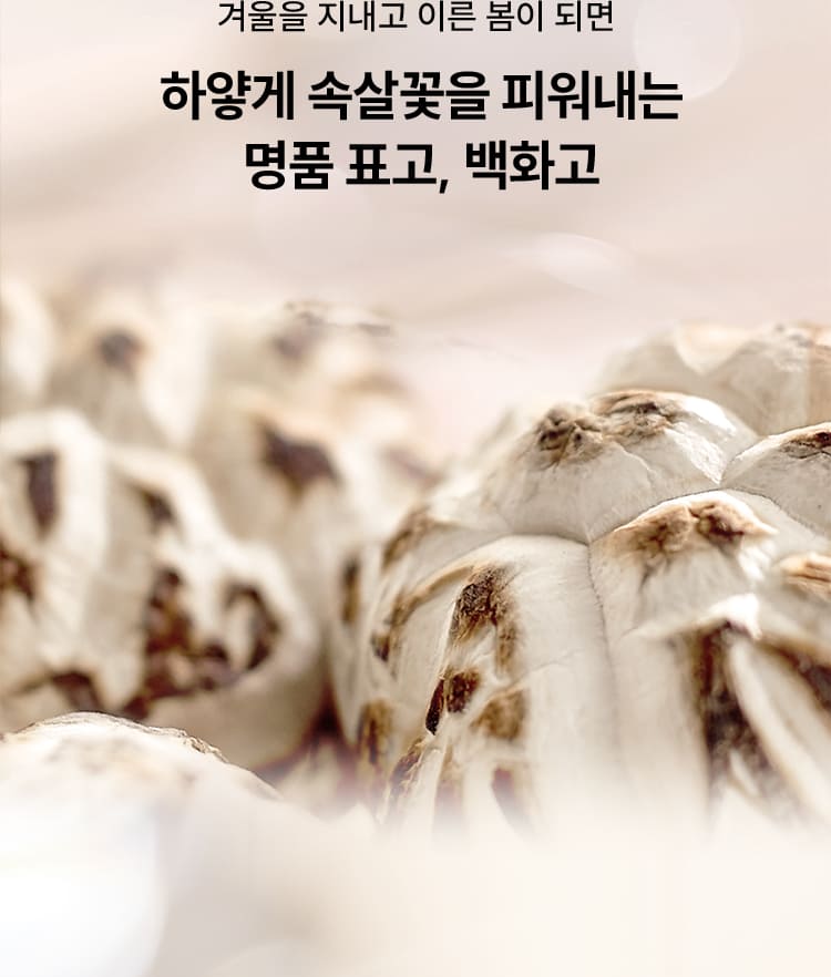 겨울을 지내고 이른 봄이 되면 하얗게 속살꽃을 피워내는 명품 표고, 백화고