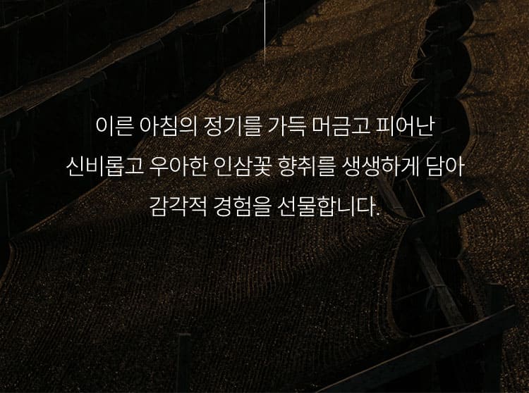 이른 아침의 정기를 가득 머금고 피어난 신비롭고 우아한 인삼꽃 향취를 생생하게 담아 감각적 경험을 선물합니다.