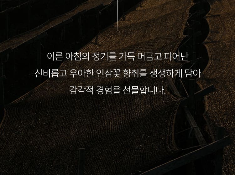 이른 아침의 정기를 가득 머금고 피어난 신비롭고 우아한 인삼꽃 향취를 생생하게 담아 감각적 경험을 선물합니다.