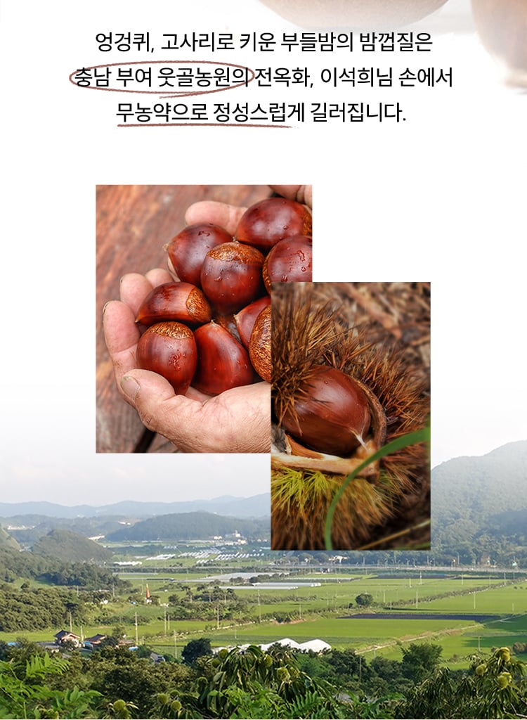 엉겅퀴, 고사리로 키운 부들밤의 밤껍질은 충남 부여 웃골농원의 전옥화, 이석희님 손에서 무농약으로 정성스럽게 길러집니다.