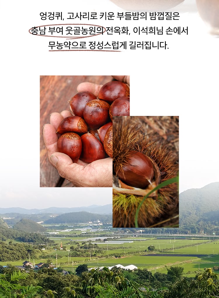 엉겅퀴, 고사리로 키운 부들밤의 밤껍질은 충남 부여 웃골농원의 전옥화, 이석희님 손에서 무농약으로 정성스럽게 길러집니다.