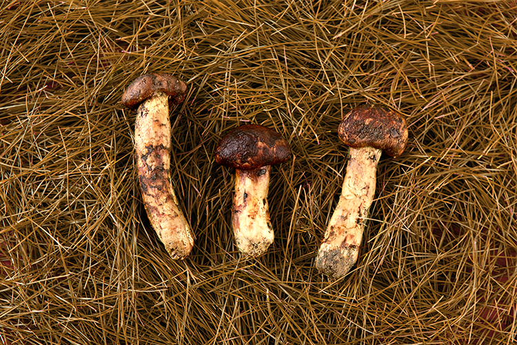 갈색으로 변화된 솔잎 위의 송이버섯 이미지