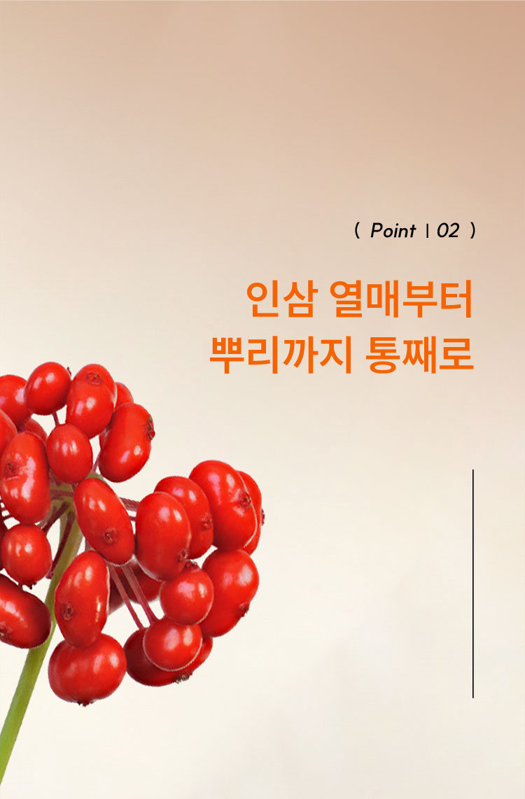 point02 인삼 열매부터 뿌리까지 통째로