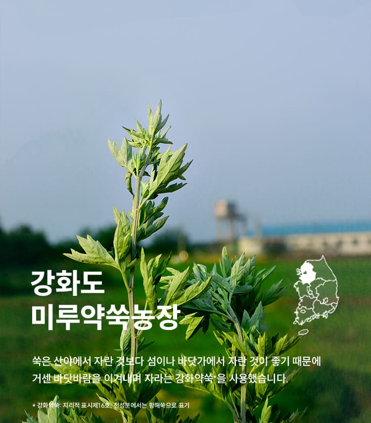 강화도 미루약쑥농장/ 쑥은 산야에서 자란 것보다 섬이나 바닷가에서 자란 것이 좋기 때문에 거센 바닷바람을 이겨내며 자라는 강화약쑥*을 사용했습니다.* 강화약쑥: 지리적 표시제16호, 전성분에서는 황해쑥으로 표기