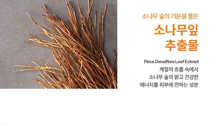 소나무 숲의 기운을 품은 소나무잎 추출물 Pinus Densiflora Leaf Extract 계절의 흐름 속에서 소나무 숲의 맑고 건강한 에너지를 피부에 전하는 성분