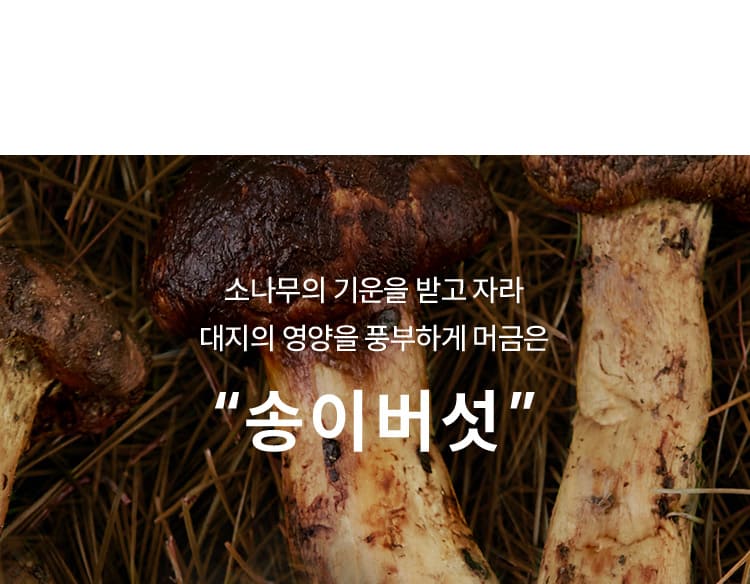 소나무의 기운을 받고 자라 대지의 영양을 풍부하게 머금은 “송이버섯”