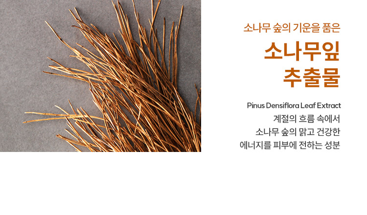 소나무 숲의 기운을 품은 소나무잎 추출물 Pinus Densiflora Leaf Extract 계절의 흐름 속에서 소나무 숲의 맑고 건강한 에너지를 피부에 전하는 성분